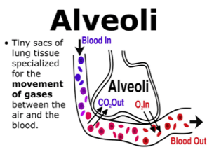 Alveoli