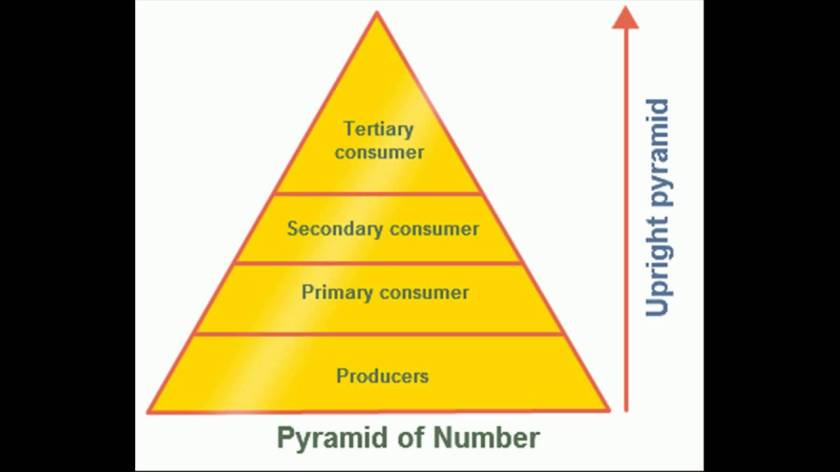 pyramid of numbers