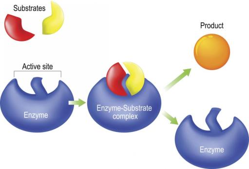 enzyme-lock-and-key-model