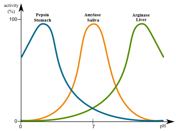 enzyme-ph
