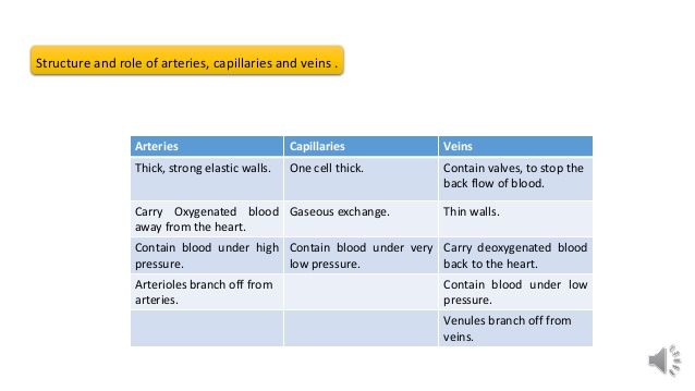 gcse-pe-revision-structure-of-arteries-capillaries-and-veins-4-638