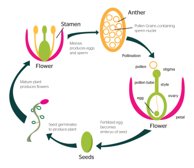 How-do-plants-reproduce-sexually1